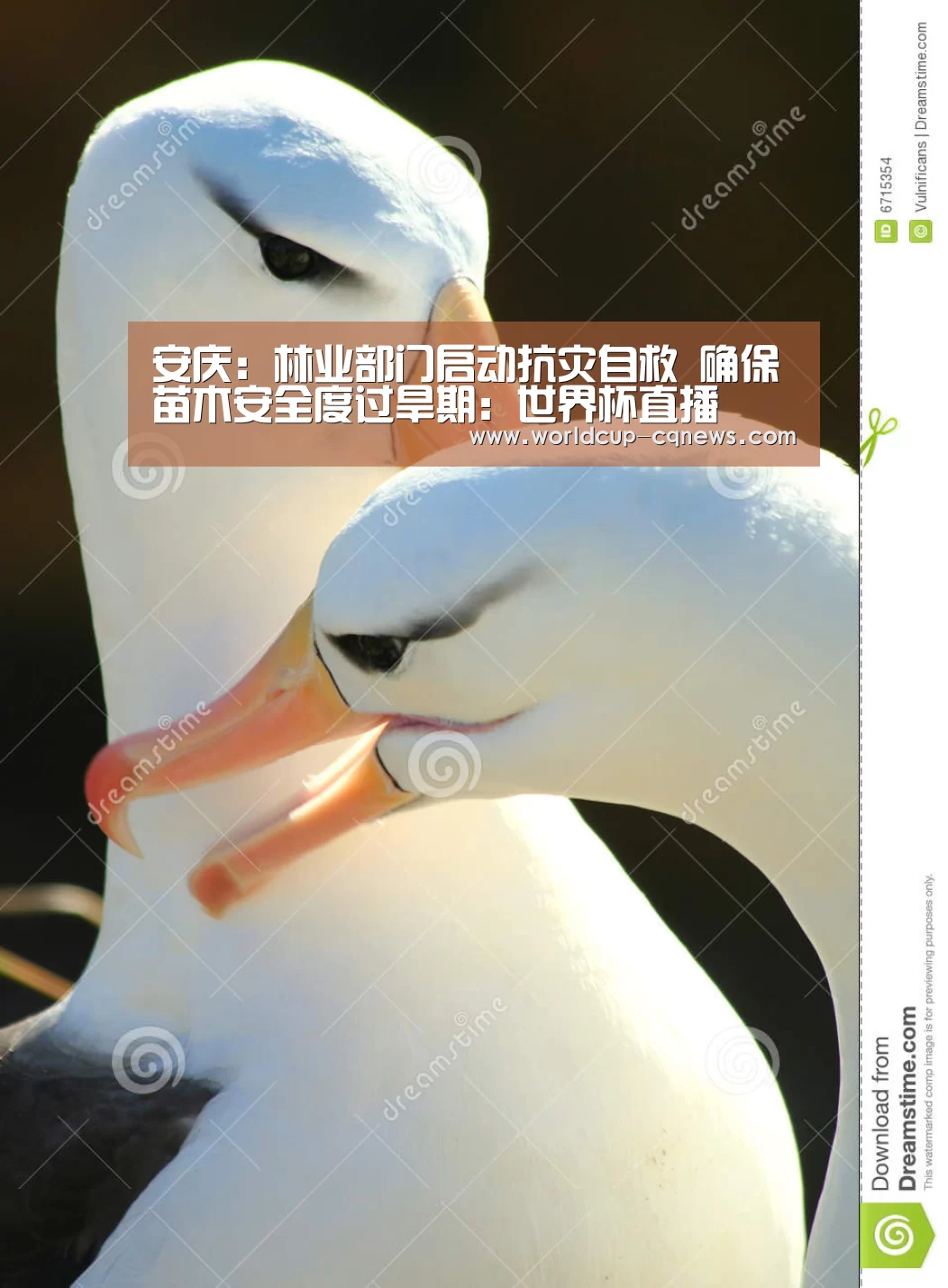 安庆:林业部门启动抗灾自救 确保苗木安全度过旱期:世界杯直播(图1) 世界杯直播